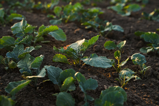 Wide view of young rapeseed plants growing on fertile agricultural field under natural sunlight, oilseed farming and sustainability concept