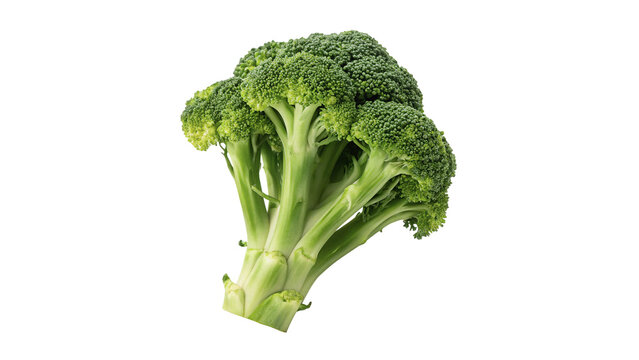 Single fresh organic green broccoli vegetable head isolated on transparent background