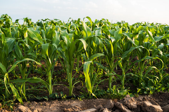 Young corn plants growing in a green field, rows stretching under a clear sky, showing agricultural development