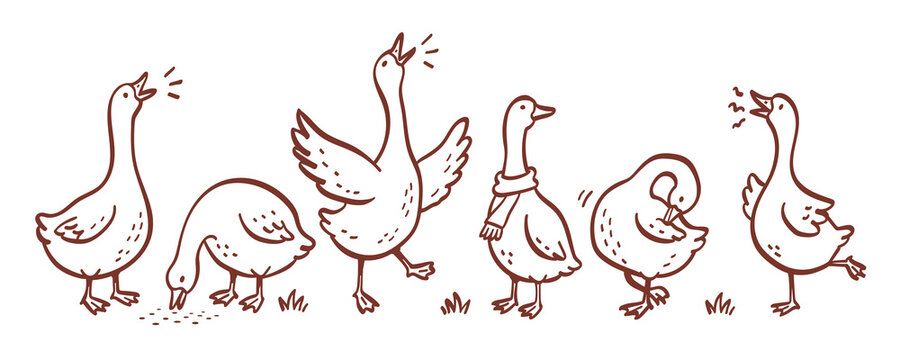 Hand Drawn Goose Outlines Set, Cute Farm Birds Collection for Children, Storybook and Fairy Tale Illustrations, Rustic Farm Animal Sketches, Vintage Cartoon Line Art Vector for books cottagecore