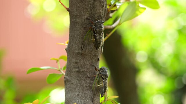 Two black cicadas (Cryptotympana facialis) singing on a tree branch [With Audio]