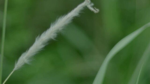 A cinematic, high-definition 4K close-up shot capturing the elegant, silky white plume of cogon grass (Imperata cylindrica) swaying gently against a soft, blurred green natural background.