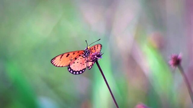 Close up macro of a Tawny Coster butterfly perched on a thin plant stem, shot in slow motion at 480fps with a softly blurred green and purple background.