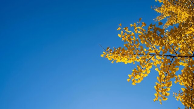 Nature - Vibrant yellow ginkgo leaves against a clear blue autumn sky