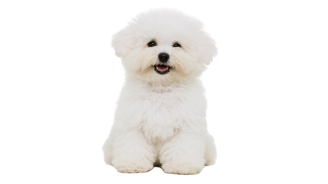 Fluffy white Bichon Frise dog sitting, isolated on transparent background