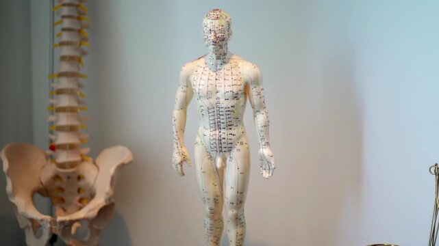 A human anatomical mannequin displaying acupuncture points and meridian pathways, set against the background of a spine model.
