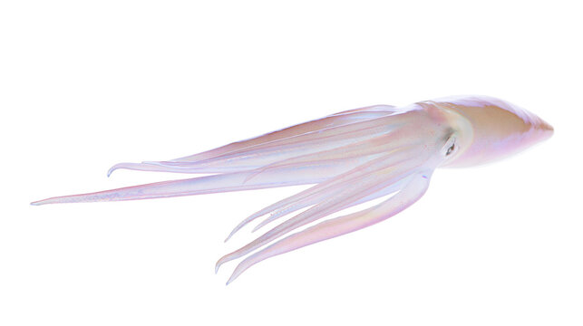 Pale pink translucent squid with long tentacles, isolated on transparent background