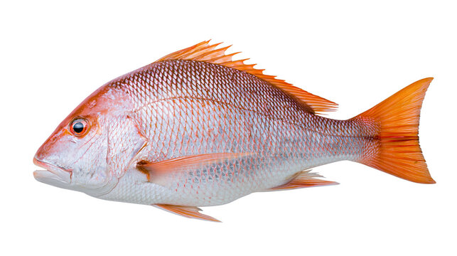 Whole red snapper fish with orange fins, isolated on transparent background