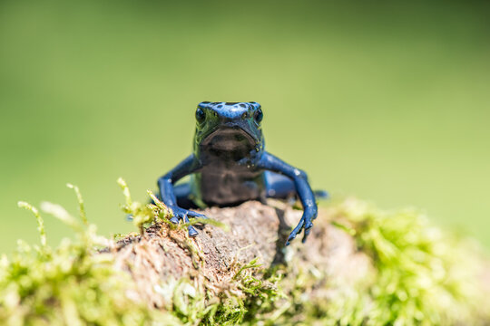 A dyeing poison dart frog resting on a lush green leaf in a tropical rainforest habitat with amphibian