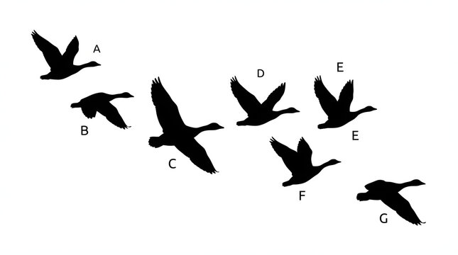Set of geese silhouette icons in different flying poses as PNG element
