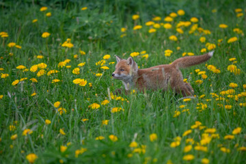Naklejka premium Young red fox kit sitting in a field of wild yellow dandelions and lush green grass with wildlife