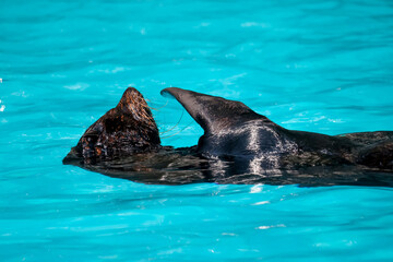 Sea Lion Floating on Back Relaxing in Vivid Turquoise Water with Flipper Raised © pumppump