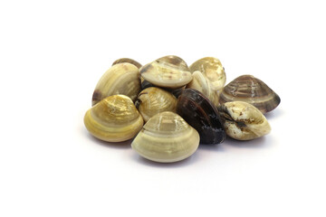 Closed up fresh baby clams. venus shell. shellfish. carpet clams. Food from nature. as raw food from the sea are the seafood ingredients. fresh clams isolated on white background © Pisan