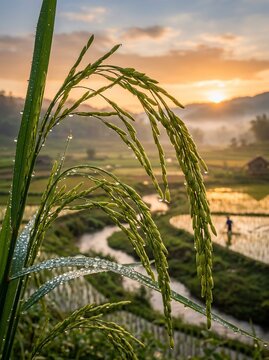 Rice Paddy Sunrise