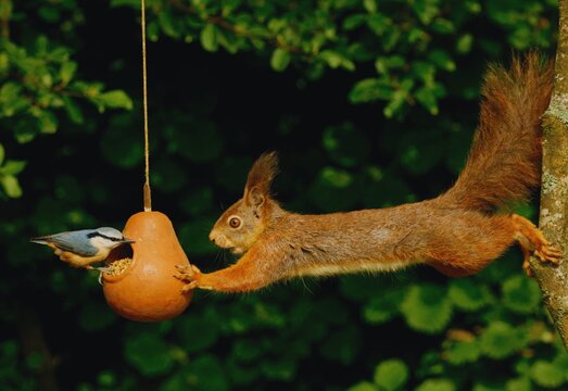 Red squirrel stretches from a tree trunk towards a hanging clay bird feeder where a nuthatch is already eating seeds in a green garden