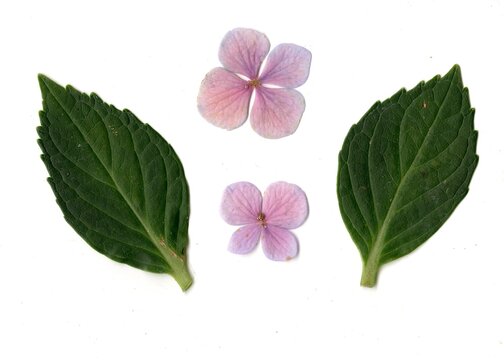 Hydrangea flowers isolated on a white background.