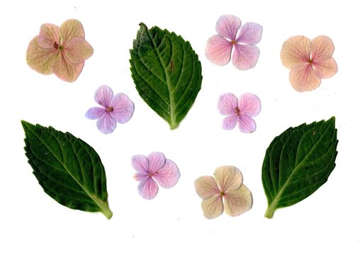 Hydrangea flowers isolated on a white background.