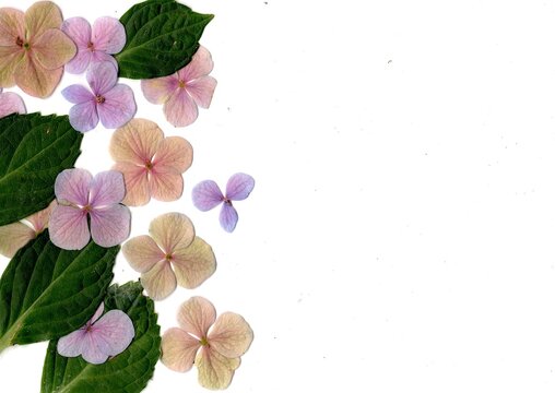 Hydrangea flowers isolated on a white background.