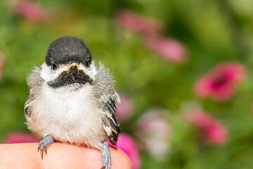 Wildlife Rehabilitation for an abandoned juvenile Black-capped Chickadee. © ondreicka