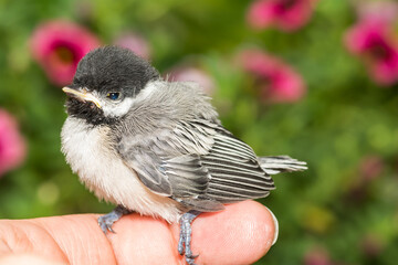 Wildlife Rehabilitation for an abandoned juvenile Black-capped Chickadee. © ondreicka