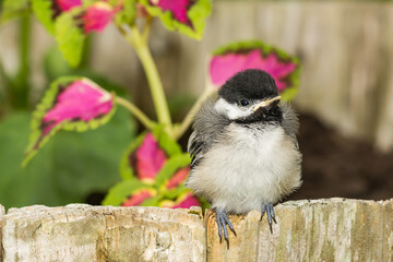 Wildlife Rehabilitation for an abandoned juvenile Black-capped Chickadee. © ondreicka