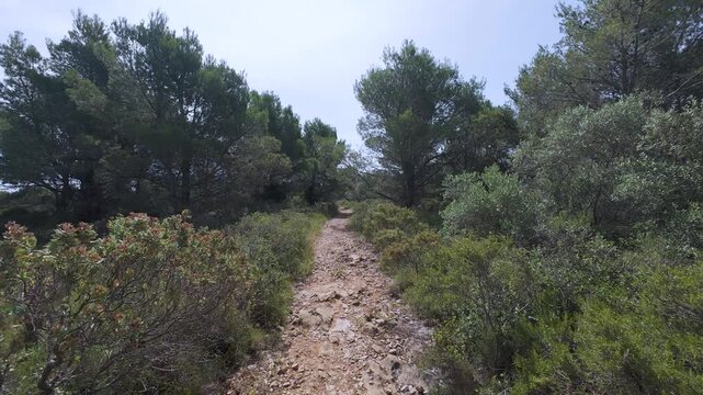First-person view walking on a nature trail