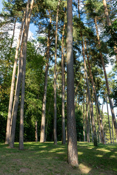 Tall Pine Trees in a Forest at Brombachsee, Bavaria