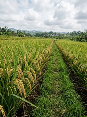 Fototapeta premium Rice fields harvest