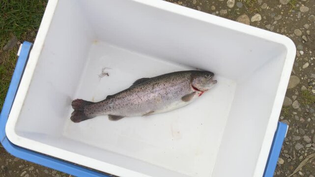 Freshly caught trout in fishing cooler