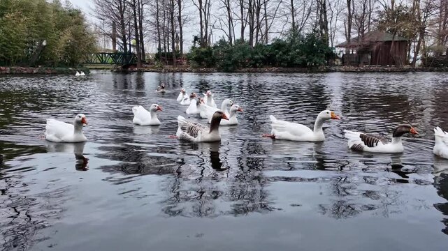 Flock of white and grey geese swim peacefully on a calm pond in a batumi park.