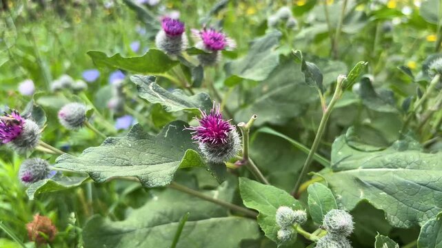flowering burdock (Arctium lappa L.) grows on the lawn