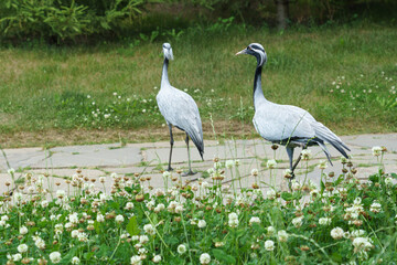 Naklejka premium Two gray cranes walking on a stone path surrounded by green grass and white clover flowers in a natural outdoor setting