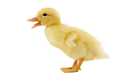 Fluffy yellow duckling with open beak, isolated on transparent background © Charlie