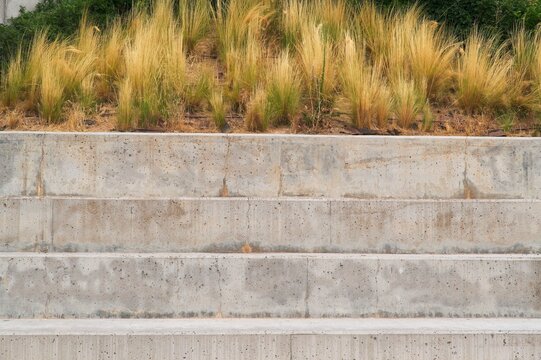 Modern brutalist architecture background with raw concrete stairs tiers and decorative dry yellow ornamental feather grass.