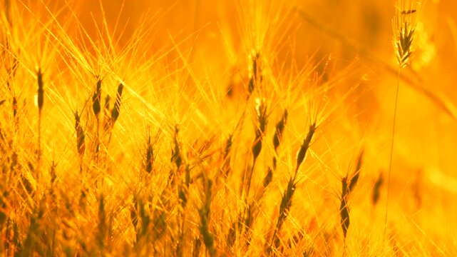 Sunlit wild grass stems glowing in a bright field during golden hour sunset. Slow panning shot.