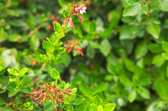 Botanic background with Abelia x grandiflora pink buds and dry calyxes on left and soft blurred right copy space with selective focus