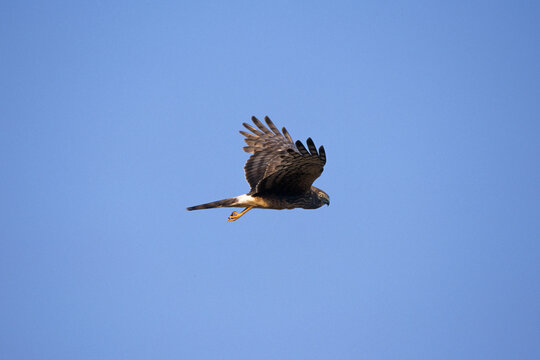 00803-00703 Northern Harrier (Circus cyaneus)  female in flight Marion Co.   IL