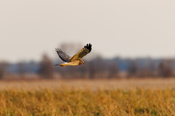 00803-01202 Northern Harrier (Circus hudsonius) male in flight Marion Co. IL © Daybreak Imagery