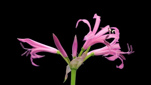 Time lapse of Nerine lily flowers opening from elongated buds to fully blooming pink flowers. Also known as Guernsey lily and Spider lily, isolated on a black background.
