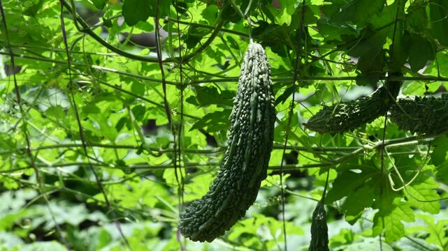 Momordica charantia. Its other common &nbsp;names  bitter melon, bitter gourd, karela, bitter squash, momordica and balsam pear. Its originated in India. Creeper vegetable.
