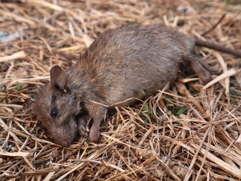 A dead brown rat lying on dry straw on the ground, representing pest control, extermination, disease vector, and agricultural pest management.