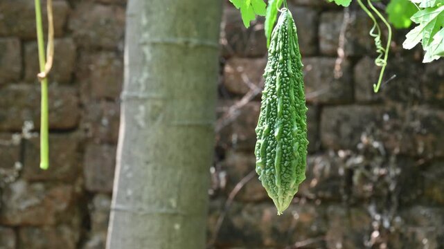 Momordica charantia. Its other common &nbsp;names  bitter melon, bitter gourd, karela, bitter squash, momordica and balsam pear. Its originated in India. Creeper vegetable.
