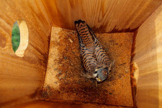 00818-00707 American Kestrel (Falco sparverius) female incubating in nest box   IL