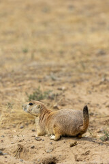Obraz premium Cute Prairie Dog in the Colorado Prairie