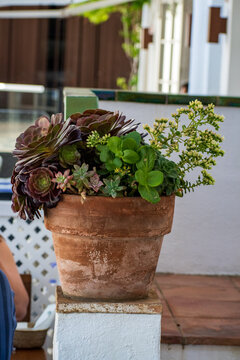 Drought‑Tolerant Succulents in Weathered Terracotta Pot, Mediterranean Garden Style