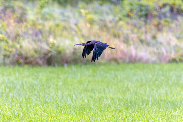 The glossy ibis is a wading bird in the ibis family