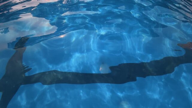 Driftwood floating and drifting across blue swimming pool surface