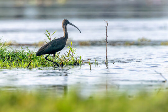 The glossy ibis is a wading bird in the ibis family