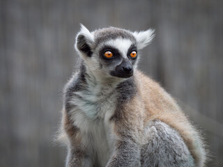 Naklejka premium Ring-tailed lemur portrait with bright orange eyes on grey background.