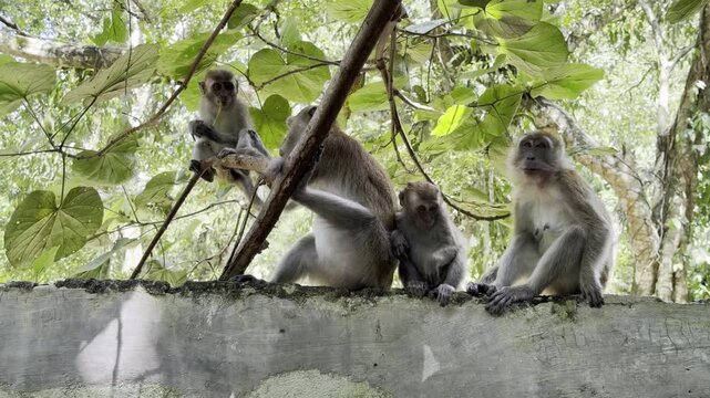 A long-tailed macaque Macaca fascicularis steals a plastic bag from a trash bin, checks for food, then carries it away. Human wildlife conflict in Bukit Lawang.